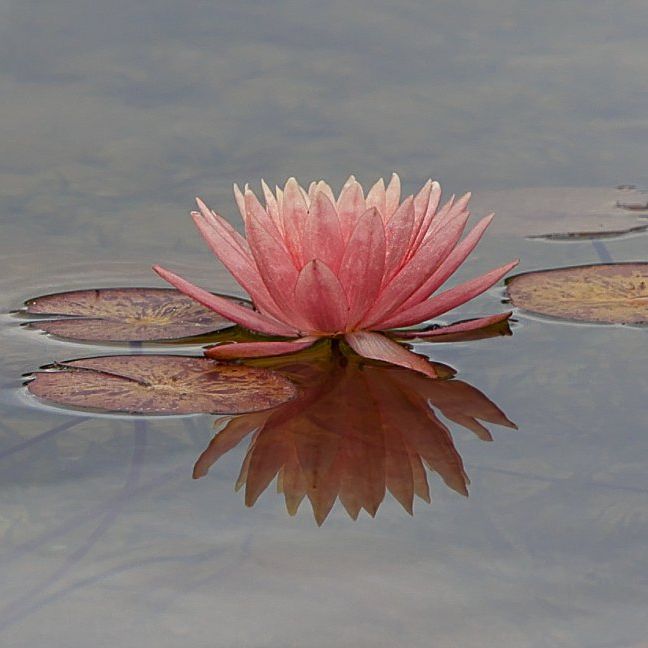 Water lily art