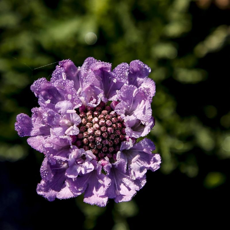 Flower covered with dew