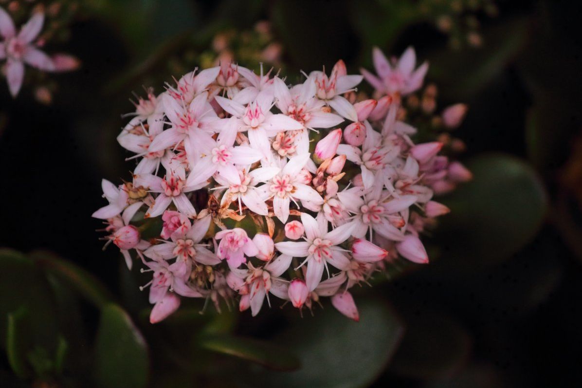 Jade plant flower