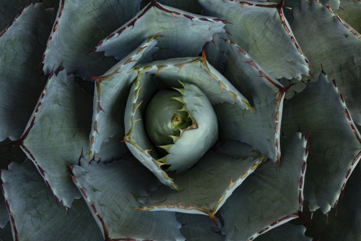 Nature's patterns Collection - 1