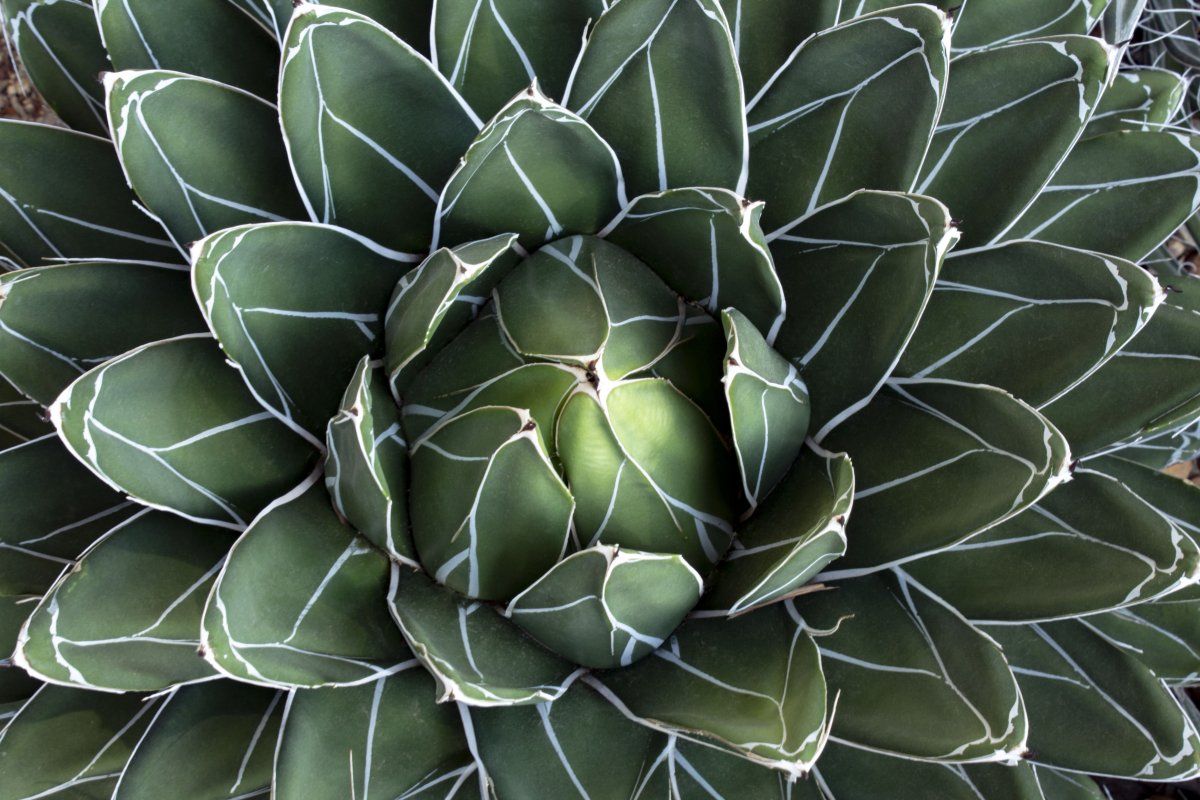 Nature's Patterns Collection - 2