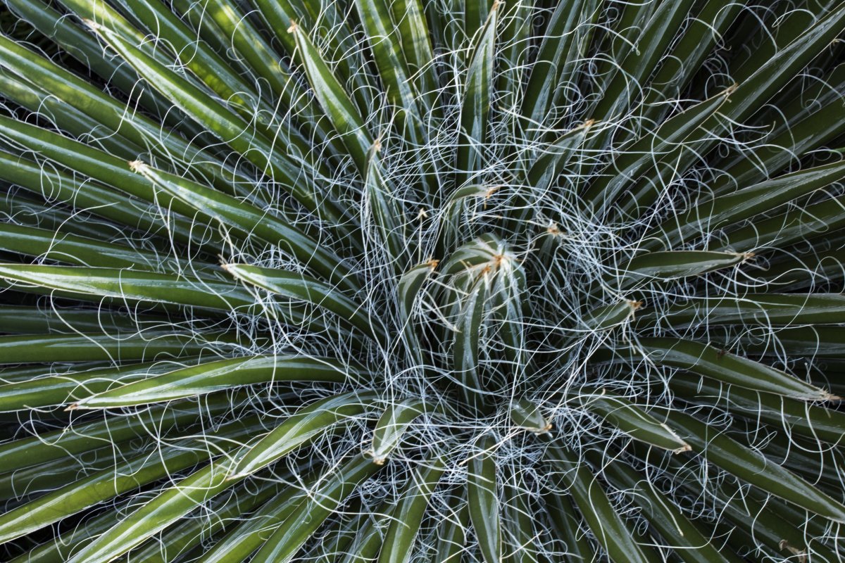 Nature's Patterns Collection - 4